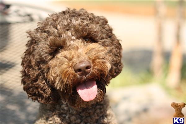 Puppies in Bowling green