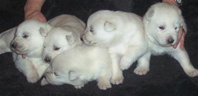 German Shepherd Puppies in TX