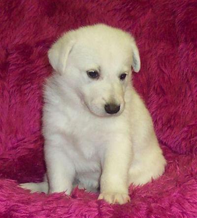 Dogs for Sale in TX