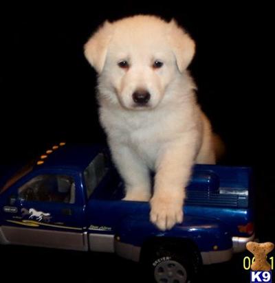 German Shepherd Puppies in TX
