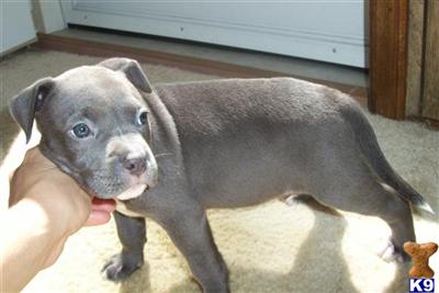 Puppies in NC