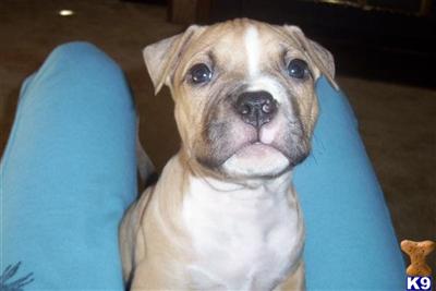 Puppies in NC