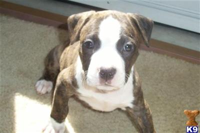 Puppies in NC