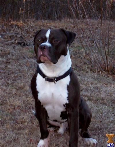 Stud Dogs - American Pit Bull