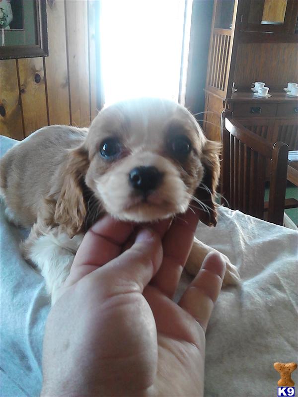 Puppies in OH