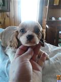 Cavalier King Charles Spaniel