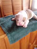 English Bulldog