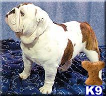 Stud Dogs in MS
