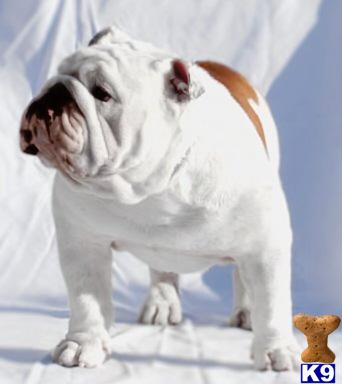 Stud Dogs in MS