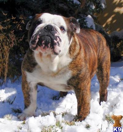 Stud Dogs - Bulldog