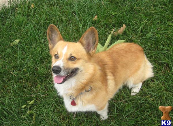Stud Dogs - Pembroke Welsh Corgi