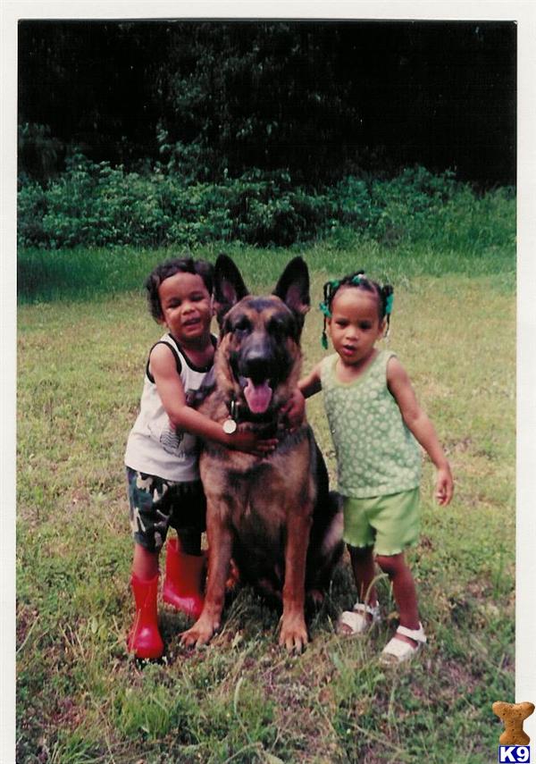 Puppies in St. louis