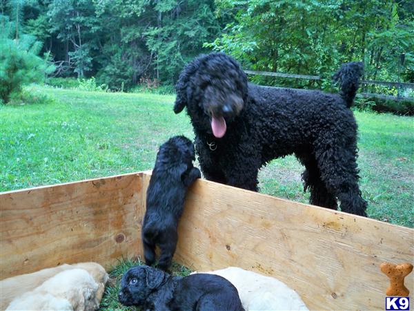 Stud Dogs in CT