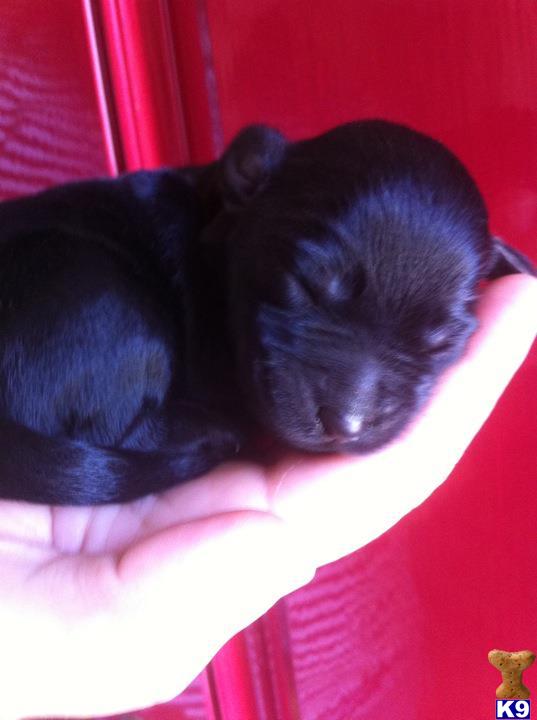 Puppies in CT