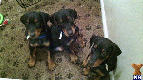 doberman pinscher puppies for sale in ga document moved doberman pinscher puppies for sale in ga document moved