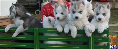 Puppies in PA