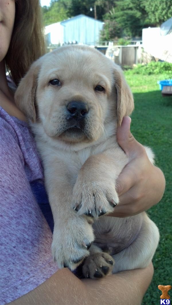 lab puppies for sale in wv labrador retriever lab dogs and puppies for sale in virginia free breeds picture lab puppies for sale in wv labrador retriever lab dogs and puppies for sale in virginia free breeds picture