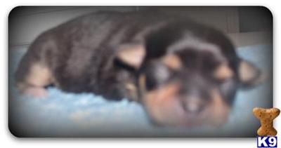 Puppies in AR