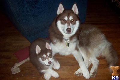 Stud Dogs - Siberian Husky