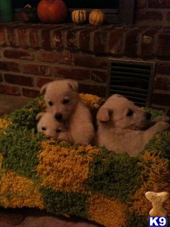 Puppies in Tulsa