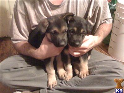 Puppies in Tulsa