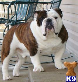 Stud Dogs - English Bulldog