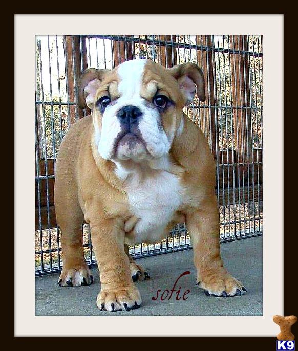 English Bulldog Puppies
