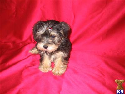 Puppies in NJ