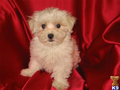 Puppies in NJ
