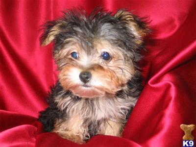 Puppies in NJ