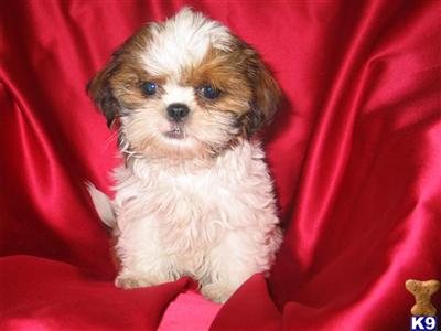Puppies in NJ