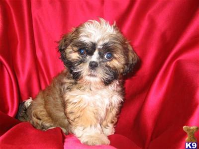Puppies in NJ