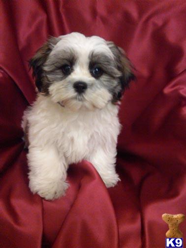 Puppies in NJ