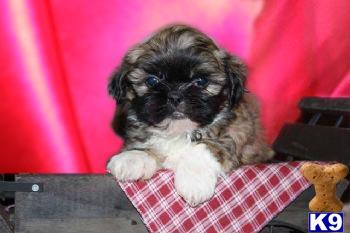 Puppies in NJ