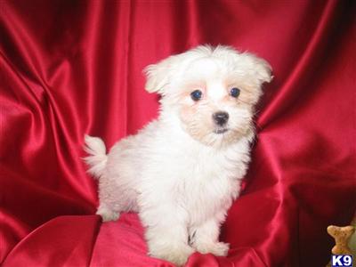 Puppies in NJ