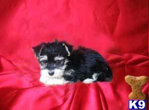 Puppies in NJ