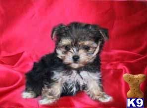 Puppies in NJ
