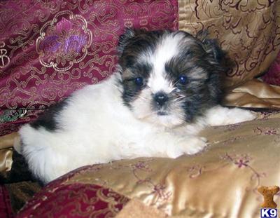 Puppies in NJ
