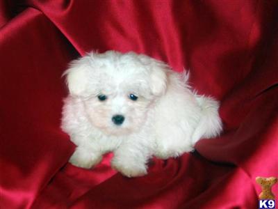 Puppies in NJ