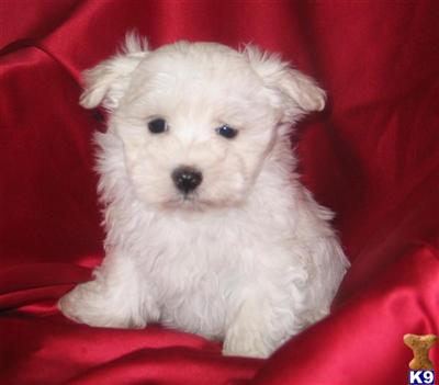 Puppies in NJ