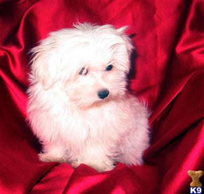 Puppies in NJ