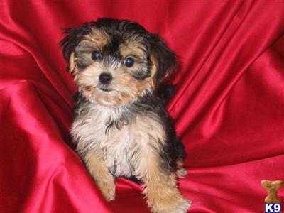 Puppies in NJ