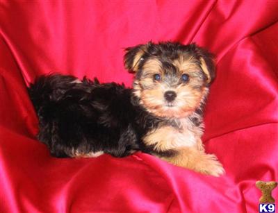 Puppies in NJ