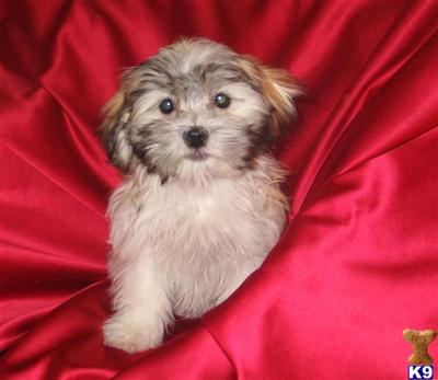 Puppies in NJ