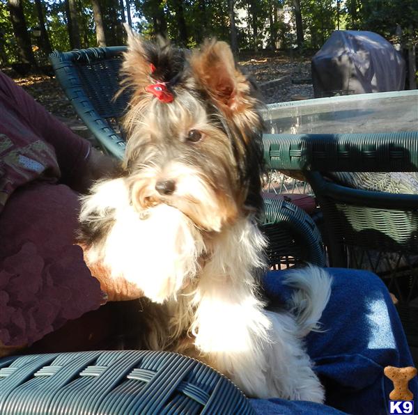 Dogs for Sale in NJ