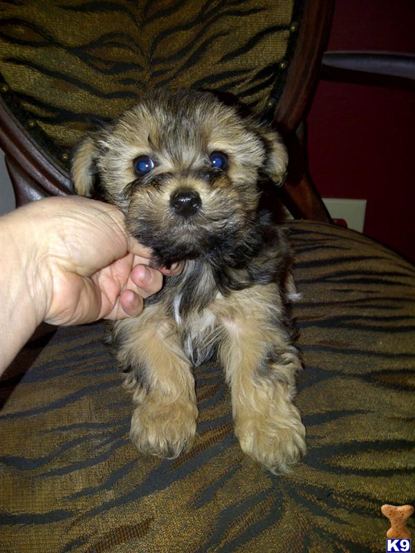 Puppies in NJ