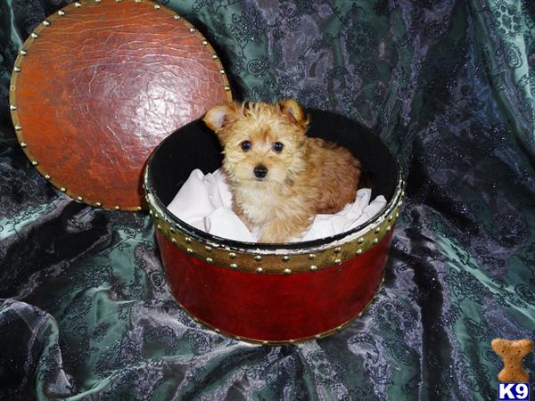 Puppies in NJ