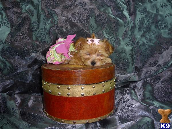 Puppies in NJ