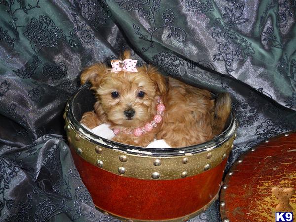 Puppies in NJ
