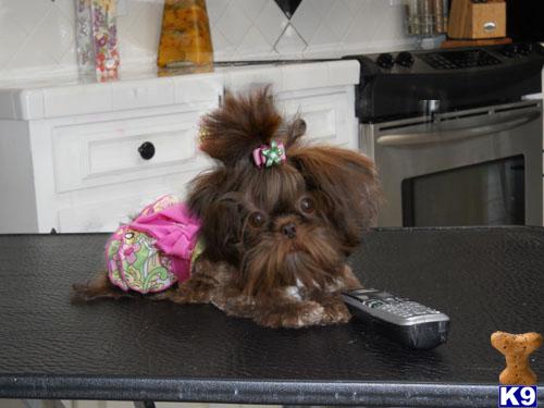 Dogs for Sale in NJ